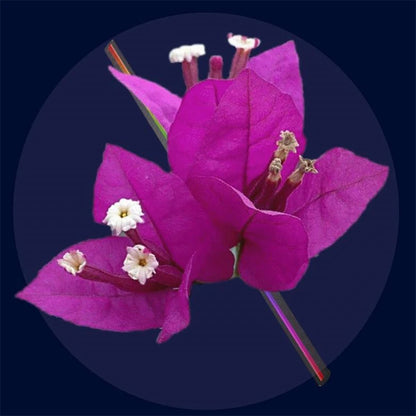 PhantomVue - ProStuff EU Pistoke